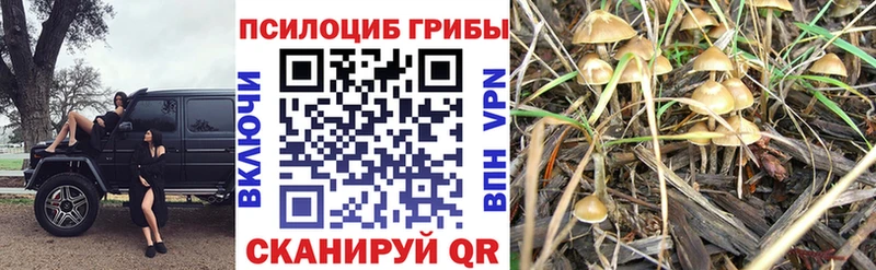 Галлюциногенные грибы Psilocybine cubensis что такое наркотик Чебоксары
